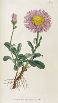 Alpinus: Plants - Aster Alpinus