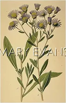 Aster: PLANTS/ASTER AMELLUS