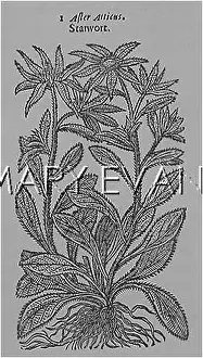 Atticus: PLANTS/ASTER SP