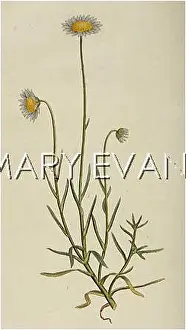 Aster: PLANTS/ASTER TENELLUS