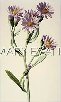 Aster: PLANTS/ASTER TRIPOLIUM