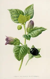 Belladonna: Plants - Atropa Belladonna