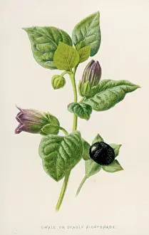 Belladonna: Plants - Atropa Belladonna