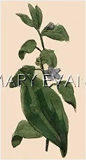 Belladonna: PLANTS/ATROPA BELLADONNA