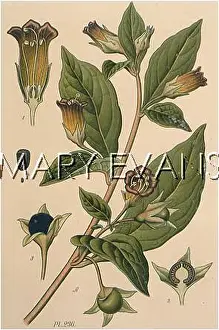 Belladonna: PLANTS/ATROPA BELLADONNA