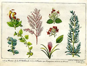 Tardieu: Plants From Australia and Brazil