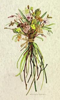 Acorns: PLANTS/AUTUMN FLOWERS