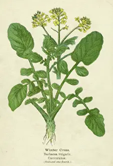 Cress: PLANTS/BARBAREA VULGARIS