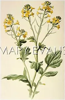 Barbarea: PLANTS/BARBAREA VULGARIS