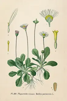 Bellis: PLANTS/BELLIS PERENNIS