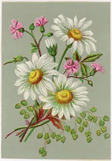 Bellis: PLANTS/BELLIS SP