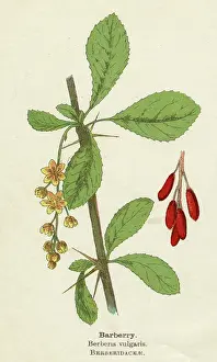 Berberis: PLANTS/BERBERIS VULGARIS