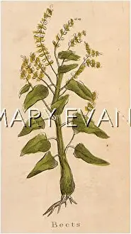 Beets: PLANTS/BETA VULGARIS