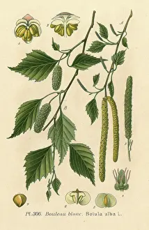 Betula: PLANTS/BETULA ALBA