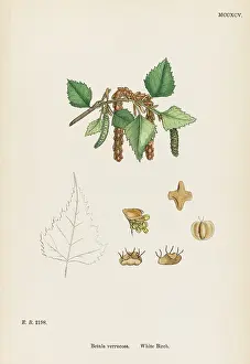 Betula: PLANTS/BETULA VERRUCOSA