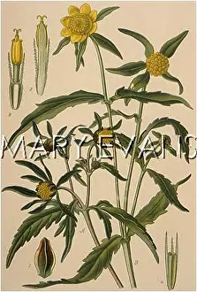 Agrimony: PLANTS/BIDENS