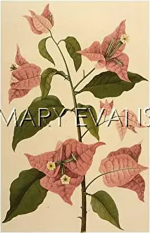 Spectabilis: PLANTS/BOUGAINVILLEA