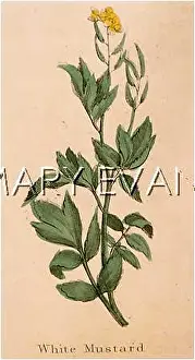 Brassica: PLANTS/BRASSICA HIRTA