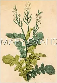 Brassica: PLANTS/BRASSICA NIGRA