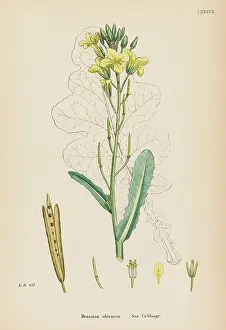 Brassica: PLANTS/BRASSICA OLERACEA