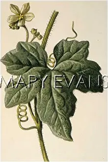 Dioica: PLANTS/BRYONIA DIOICA