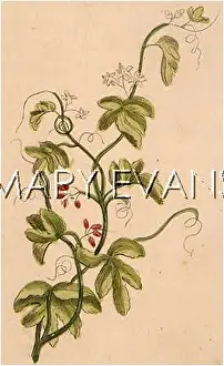 Dioica: PLANTS/BRYONIA DIOICA