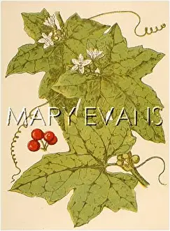 Dioica: PLANTS/BRYONIA DIOICA
