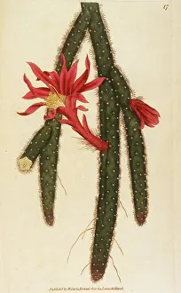 Creeping: PLANTS/CACTUS
