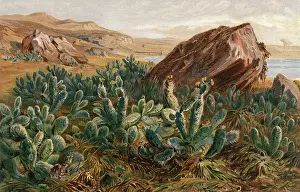 Prickly: PLANTS/CACTUS/MEXICO