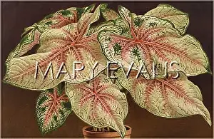 Koechlin: PLANTS/CALADIUM SP
