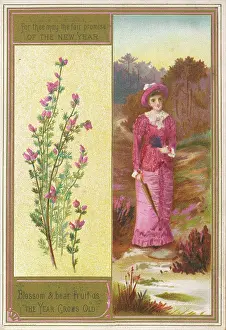 Ling: PLANTS/CALLUNA VULGARIS