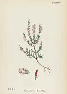 Ling: PLANTS/CALLUNA VULGARIS