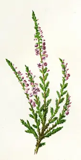 Ling: PLANTS/CALLUNA VULGARIS
