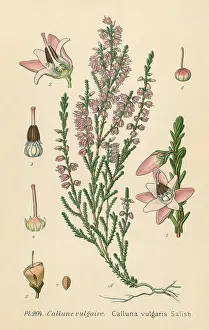 Ling: PLANTS/CALLUNA VULGARIS