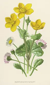 Caltha: Plants - Caltha Palustris