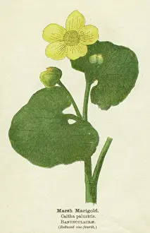 Palustris: PLANTS/CALTHA PALUSTRIS