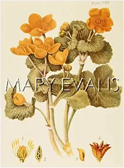 Caltha: PLANTS/CALTHA PALUSTRIS