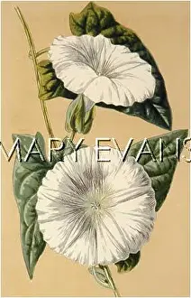 Bindweed: PLANTS/CALYSTEGIA SEPIUM