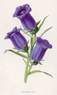 Campanula: Plants: Campanula Medium or Canterbury bell