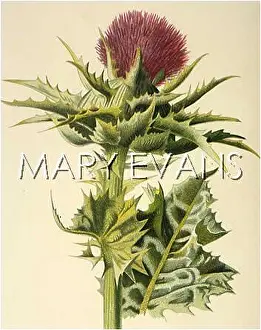 Carduus: PLANTS/CARDUUS MARIANUS