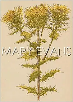 Carline: PLANTS/CARLINA VULGARIS
