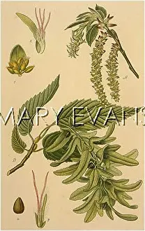 Carpinus: PLANTS/CARPINUS BETULUS