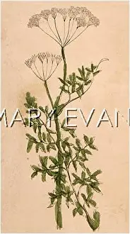 Carum: PLANTS/CARUM CARVI
