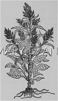Celosia: PLANTS/CELOSIA CRISTATA