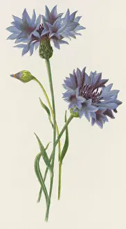 Cyanus: Plants - Centaurea Cyanus