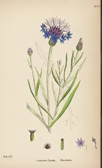 Cornflower: Plants: Centaurea Cyanus or Blue bottle Cornflower