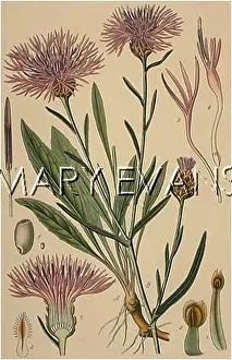 Knapweed: PLANTS/CENTAUREA JACEA