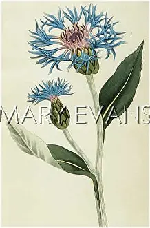 Bluebottle: PLANTS/CENTAUREA MONTANA
