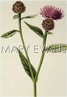 Knapweed: PLANTS/CENTAUREA NIGRA