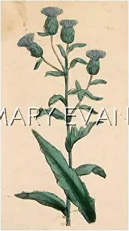 Knapweed: PLANTS/CENTAUREA SP